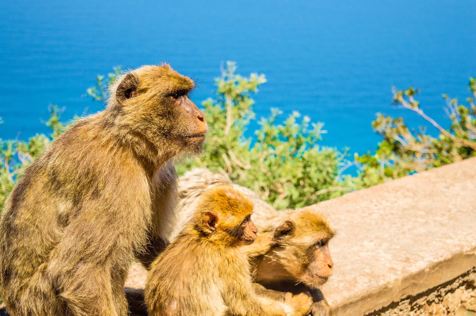 Macaques de Barbarie au Pic des Singes à Béjaïa